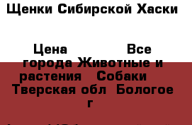 Щенки Сибирской Хаски › Цена ­ 20 000 - Все города Животные и растения » Собаки   . Тверская обл.,Бологое г.